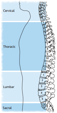 Illustration of the sections of a spine